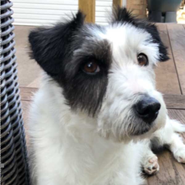 Archie-Belfield