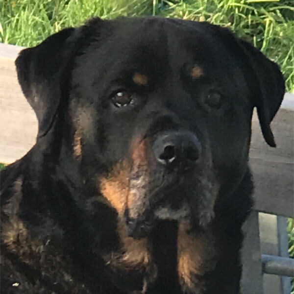 Archie