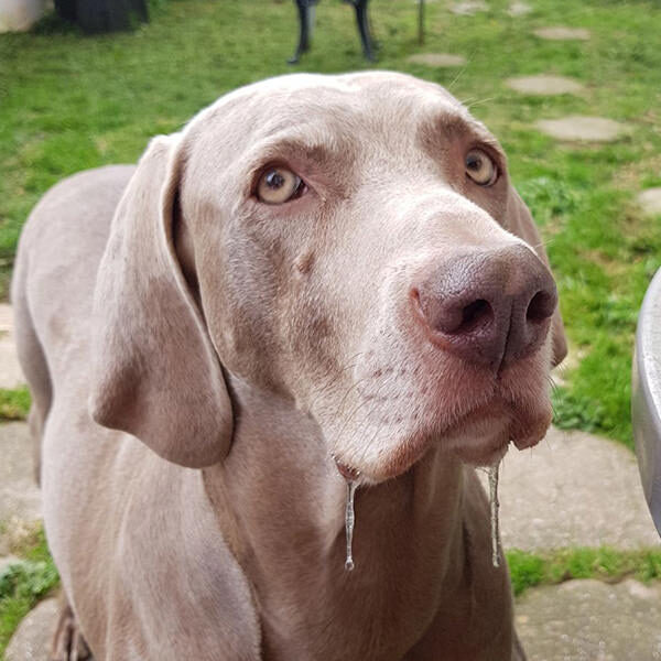 Ellie