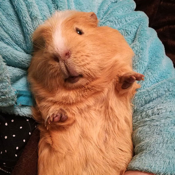 Hammy