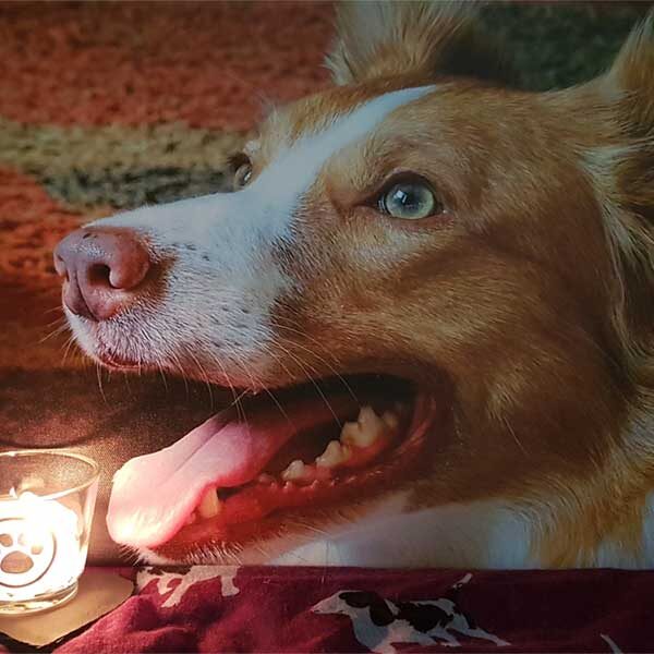 Laika-Eley