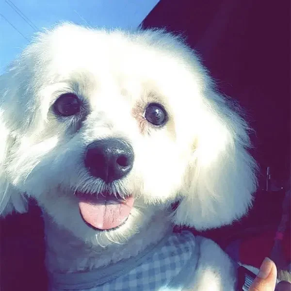 Lola_Gibb