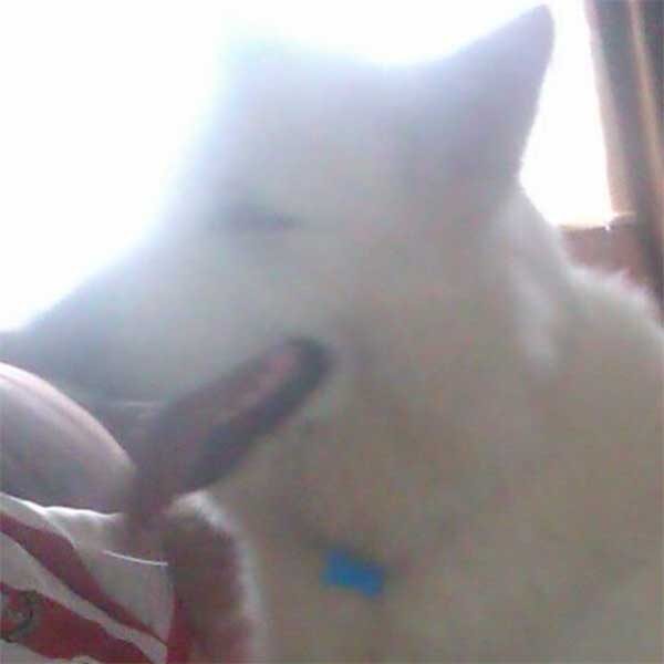 Max-Allen