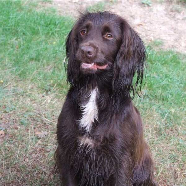 Purdey-Ryves