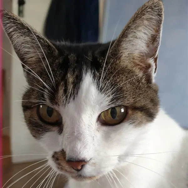 Smudge-Witt