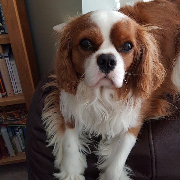 Teddy