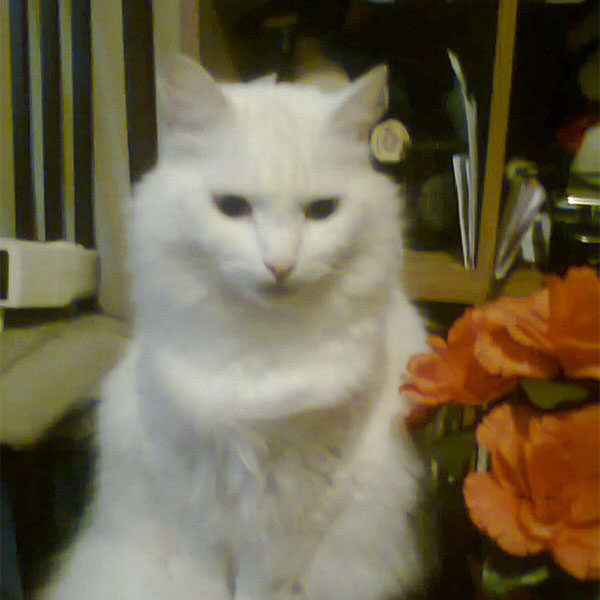 Tiddles-Sutherland